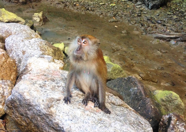 Zdjęcie z Malezji - LANGKAWI