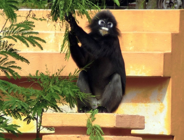 Zdjęcie z Malezji - LANGKAWI