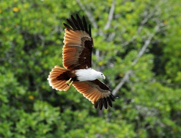 Zdjęcie z Malezji - Orzel langkawi