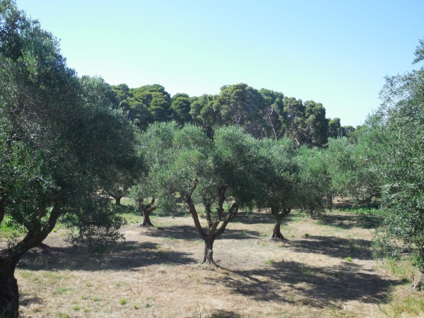 Zdjęcie z Grecji - Vassilikos
