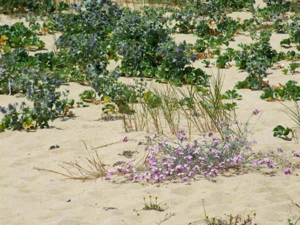 Zdjęcie z Hiszpanii - plażowa flora