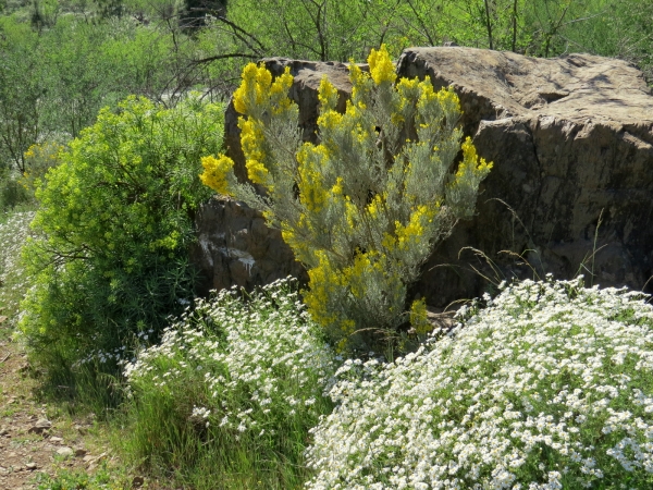 Zdjęcie z Hiszpanii - Kwitnaca flora 