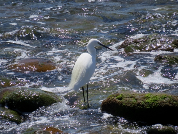 Zdjęcie z Hiszpanii - Dziobata fauna