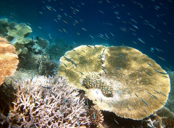Zdjęcie z Malediw - vilamendhoo - nurkowanie