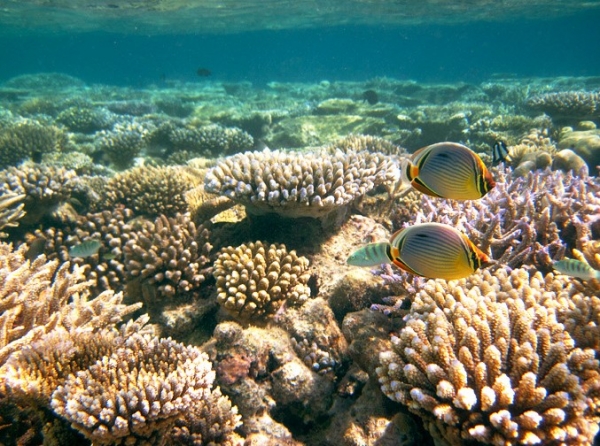 Zdjęcie z Malediw - vilamendhoo - nurkowanie