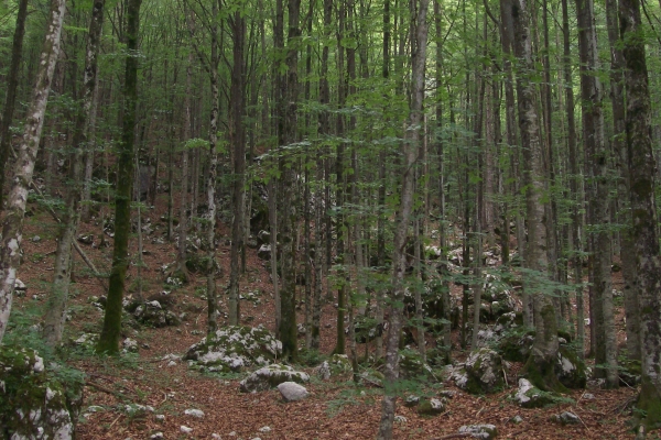 Zdjęcie ze Słowenii - Triglavski Park Narodowy