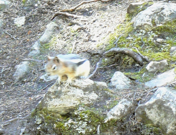 Zdjęcie z Kanady - Johnston Canyon