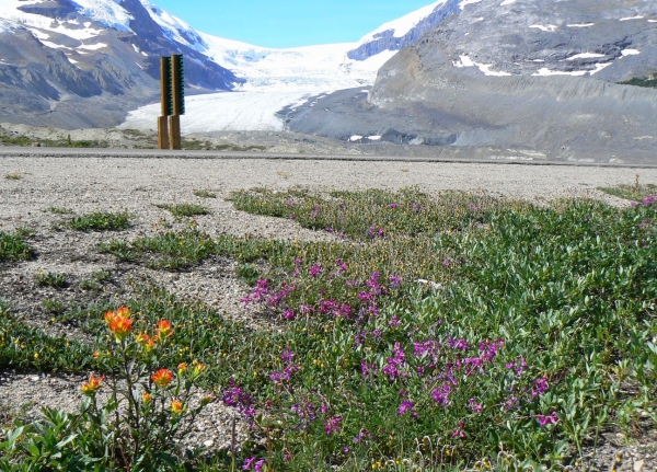 Zdjęcie z Kanady - Athabasca Glacier