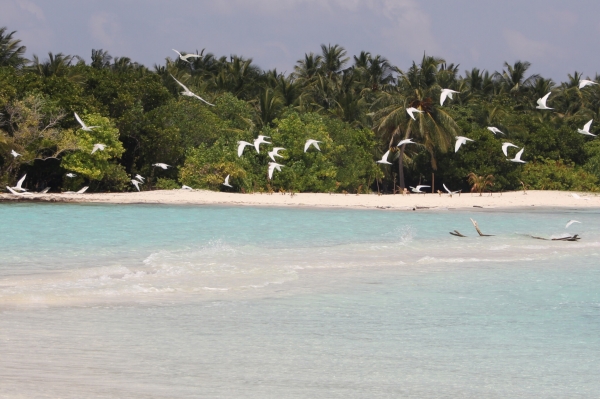 Zdjęcie z Malediw - Omadhoo