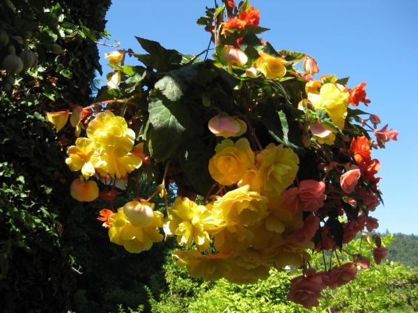 Zdjęcie z Kanady - Butchart Gardens