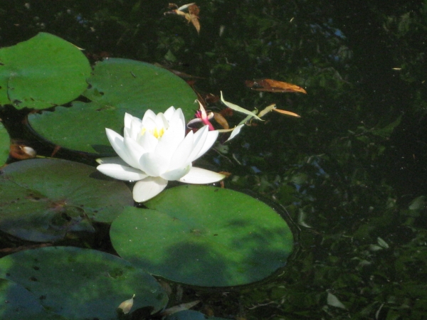 Zdjęcie z Kanady - Butchart Gardens