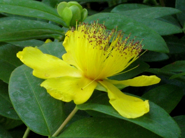 Zdjęcie z Kanady - Butchart Gardens