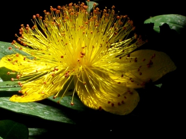 Zdjęcie z Kanady - Butchart Gardens