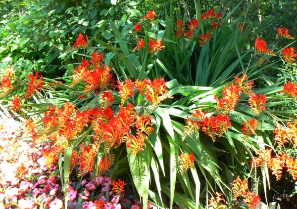 Zdjęcie z Kanady - Butchart Gardens