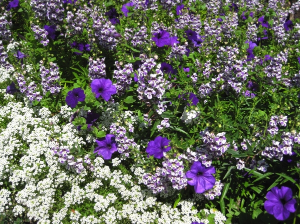Zdjęcie z Kanady - Butchart Gardens