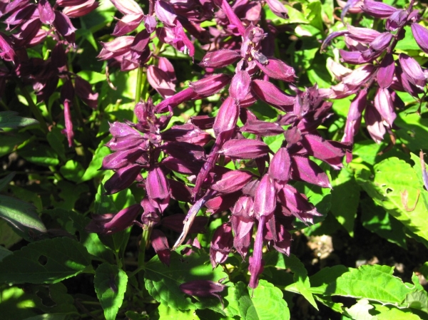 Zdjęcie z Kanady - Butchart Gardens