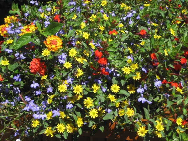 Zdjęcie z Kanady - Butchart Gardens
