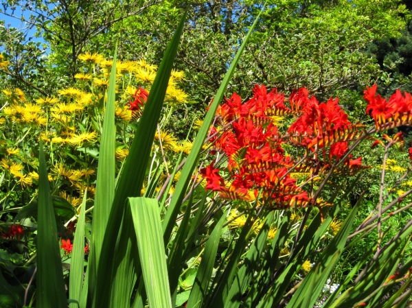 Zdjęcie z Kanady - Butchart Gardens