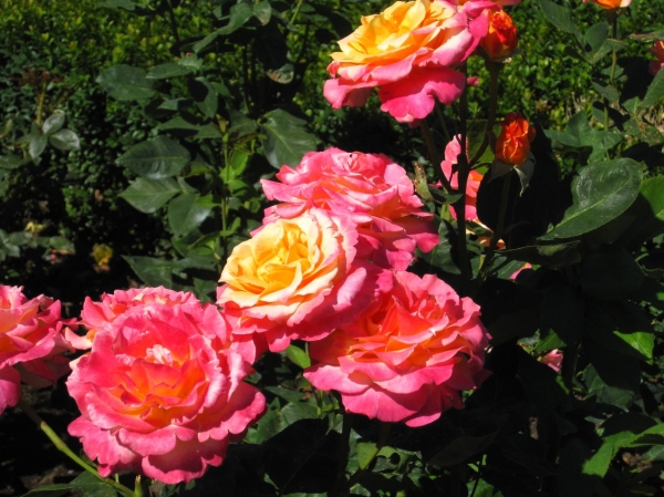 Zdjęcie z Kanady - Butchart Gardens