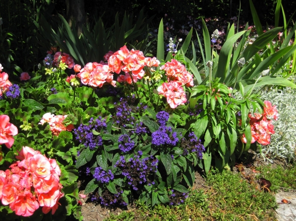 Zdjęcie z Kanady - Butchart Gardens