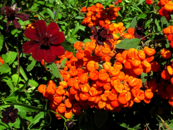 Zdjęcie z Kanady - Butchart Gardens