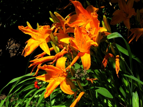 Zdjęcie z Kanady - Butchart Gardens