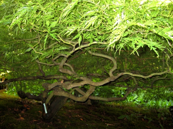 Zdjęcie z Kanady - Butchart Gardens