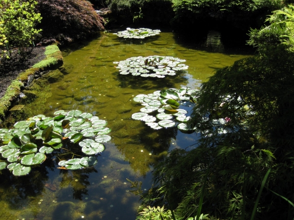 Zdjęcie z Kanady - Butchart Gardens