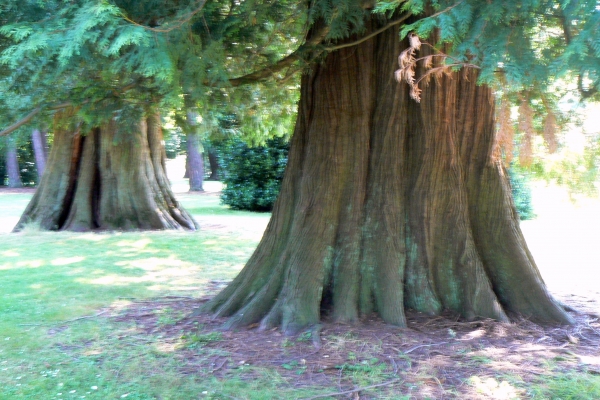 Zdjęcie z Kanady - Vancouver