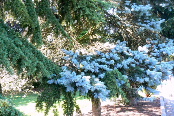 Zdjęcie z Kanady - Vancouver