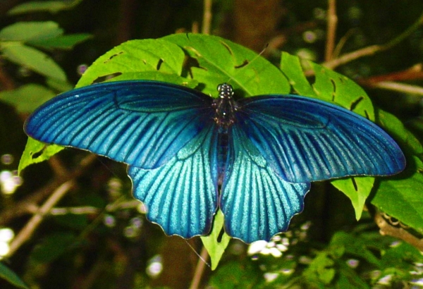 Zdjęcie z Tajlandii - Mieszkaniec Khao Phra Bang Khram Nature Reserve.