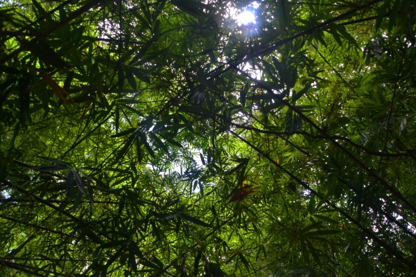 Zdjęcie z Tajlandii - Zielony strop tropikalnej dzungli