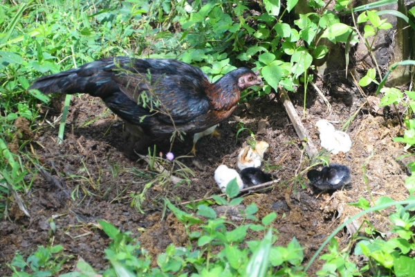 Zdjęcie z Tajlandii - Tu tez mama z maluchami :)