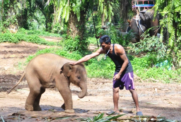 Zdjęcie z Tajlandii - Dooobry slonik :)