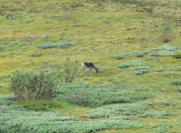Zdjęcie ze Stanów Zjednoczonych - Denali N.P.