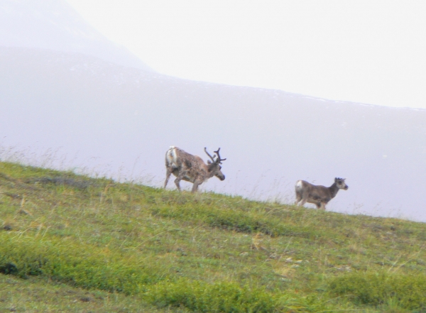 Zdjęcie ze Stanów Zjednoczonych - Denali N.P.