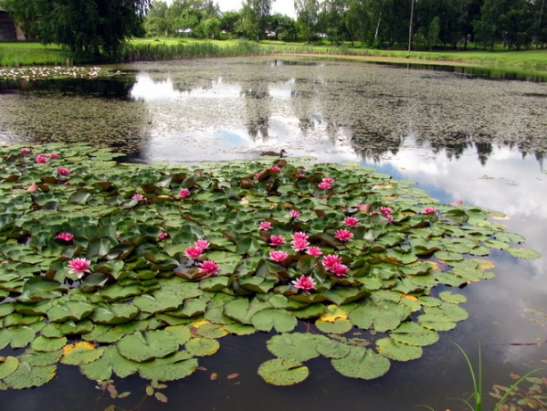 Zdjęcie z Łotwy - Staw z liliami w Turaidzie.