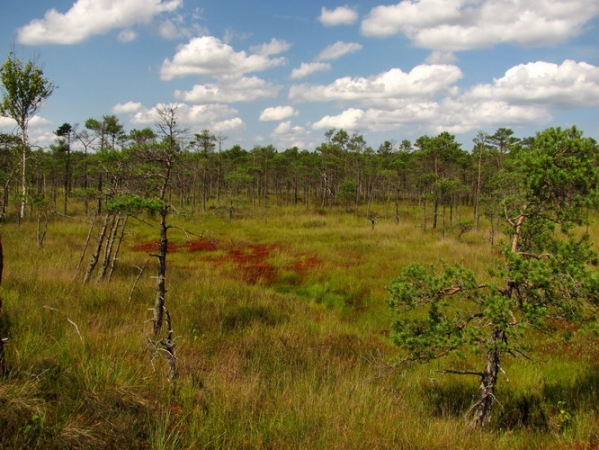 Zdjęcie z Łotwy - Large Kemeri Moorland - widoki ze szlaku.