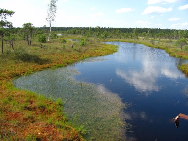 Zdjęcie z Łotwy - Large Kemeri Moorland.