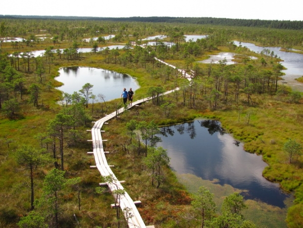 Zdjęcie z Łotwy - Large Kemeri Moorland - panoramka z wieży widokowej.