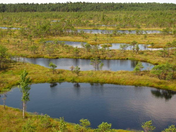 Zdjęcie z Łotwy - Large Kemeri Moorland z wieży widokowej.