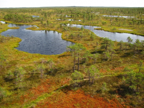 Zdjęcie z Łotwy - Large Kemeri Moorland - gra kolorów.
