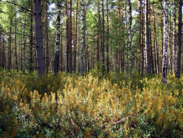 Zdjęcie z Łotwy - Park Narodowy Kemeri.