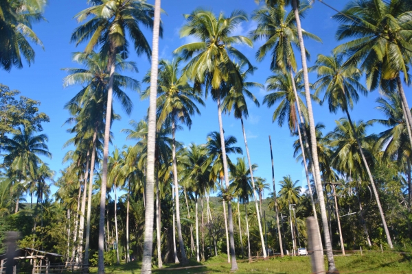 Zdjęcie z Tajlandii - Las palmas :)