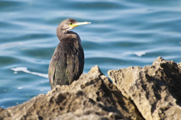 Zdjęcie z Hiszpanii - kormoran