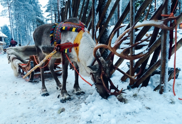 Zdjęcie z Finlandii - 