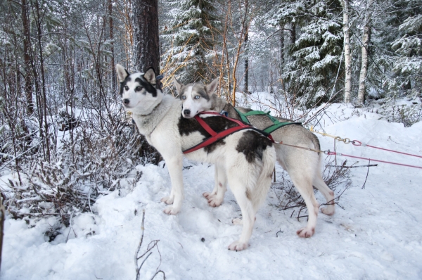 Zdjęcie z Finlandii - Psy husky