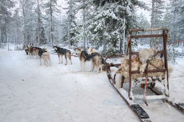 Zdjęcie z Finlandii - Husky safari