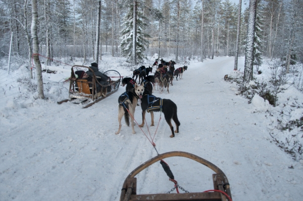 Zdjęcie z Finlandii - Husky safari