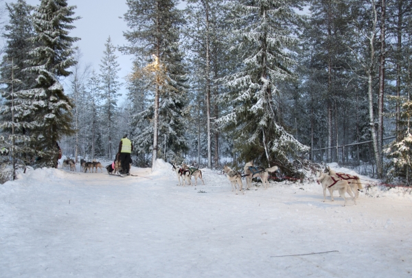 Zdjęcie z Finlandii - Husky safari